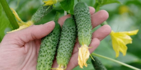 Bingo krastavci f1: opis sorte, fotografija grma, prinos, recenzije vrtlara