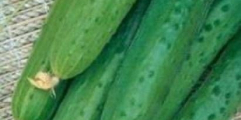 Krastavci za centralnu rusiju za otvoreno tlo