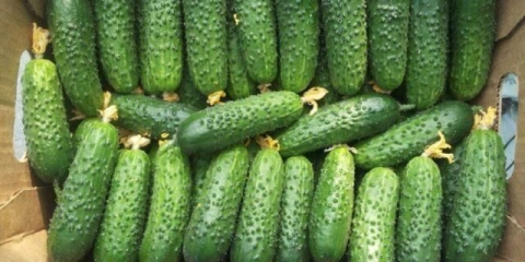 Krastavci dolomit f1: opis i karakteristike sorte, fotografije, prinos, recenzije vrtlara