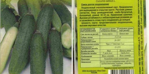 Phoenix krastavci 640 plus - formiranje grma u otvorenom tlu