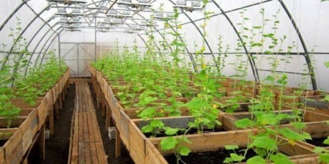 Tlo za krastavce u stakleniku - kako obrađivati ​​tlo u jesen