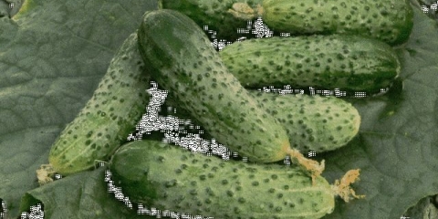 Kako uzgajati neviđen urod krastavaca - 9 provjerenih savjeta