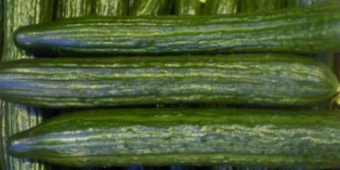 Krastavci holandske selekcije za otvoreno tlo