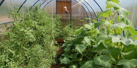 Krastavci i paradajz u istom plasteniku