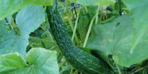 Kineski krastavci za otvoreno tlo