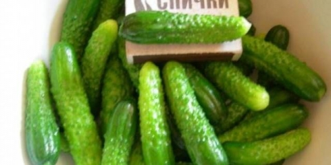 Krastavci kornišoni za otvoreno tlo