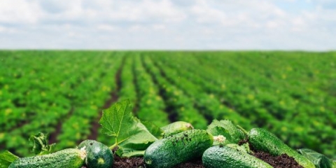 Krastavci lukhovitsky f1: recenzije, opis