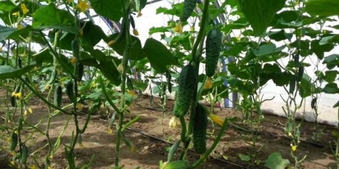 Partenokarpni krastavci i krastavci koji se oprašuju pčelama