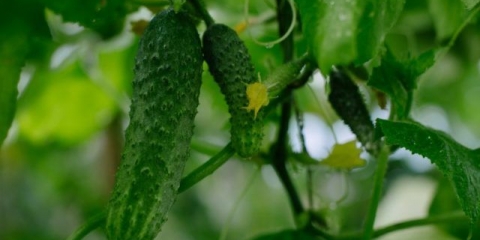 Praški krastavci s limunom i limunskom kiselinom za zimu: recepti, recenzije