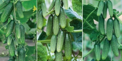 Samooplodni krastavci: 7 najboljih sorti za otvoreno tlo