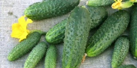 Krastavac shchedryk f1: recenzije, fotografije, opis