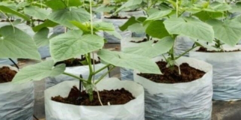 Krastavci u vrećama: uzgoj korak po korak u stakleniku, na ulici, recenzije, video