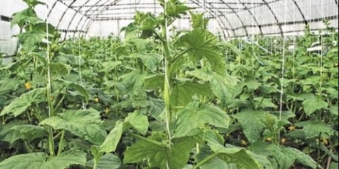 Krastavci u stakleniku: formiranje grma, shema