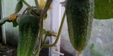 Krastavci smiješni patuljci: opis i karakteristike sorte