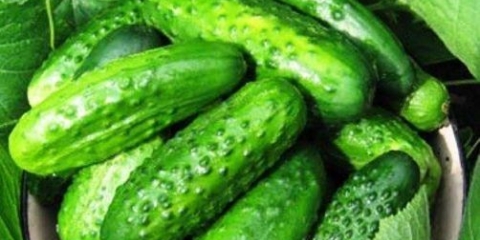 Krastavci vodolije: recenzije, fotografije, karakteristike