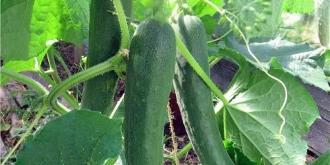 Zozulya krastavci: uzgoj u stakleniku