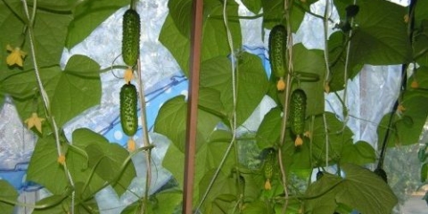 Balkonsko čudo od krastavca f1