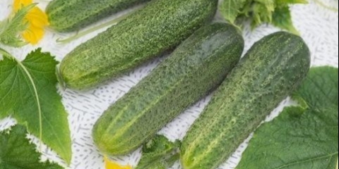 Ženski krastavac f1