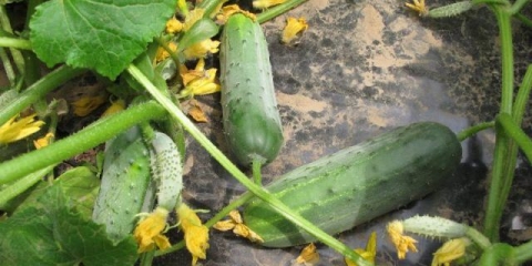 Hector krastavac: fotografija, opis sorte