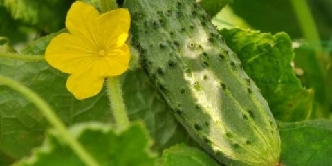 Nemački krastavac f1