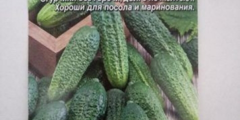 Hrskavi krastavac f1