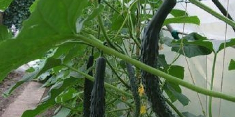 Kineska zmija krastavaca: opis sorte, fotografija, recenzije