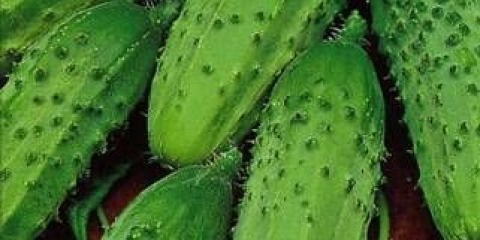 Takmičar u krastavcima