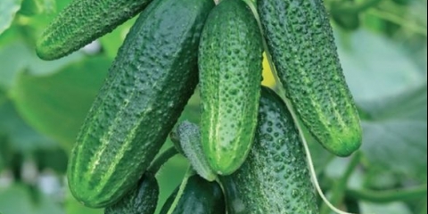 Connie krastavac: opis sorte + fotografija