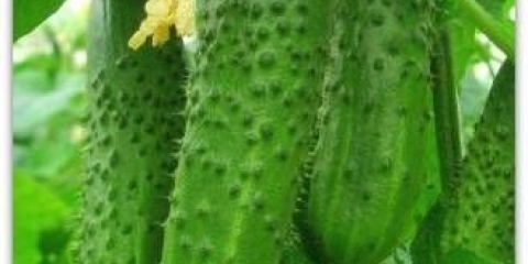 Krastavac hrabrost f1