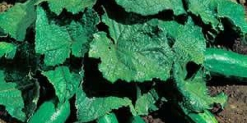 Žbunasti krastavac: sorte i karakteristike uzgoja