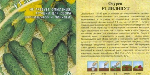 Liliput krastavac f1: opis i karakteristike sorte