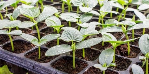 Krastavac lutoyar f1: tehnologija uzgoja, produktivnost