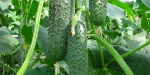 Mamelučki krastavac f1