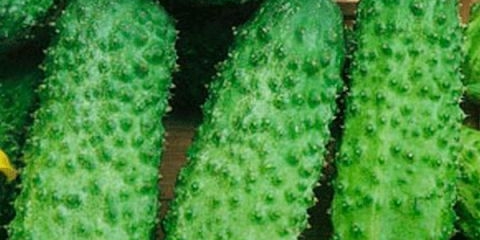 Maša krastavac f1: karakteristike i poljoprivredna tehnologija