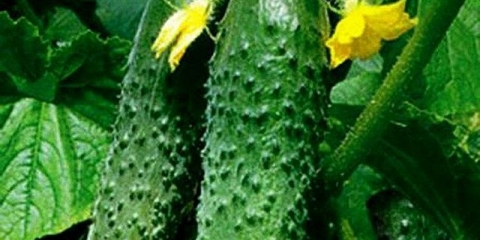 Masha cucumber