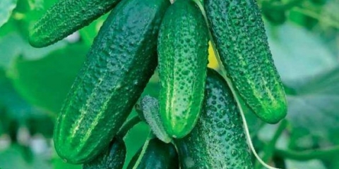 Monolit krastavca f1: opis + fotografija