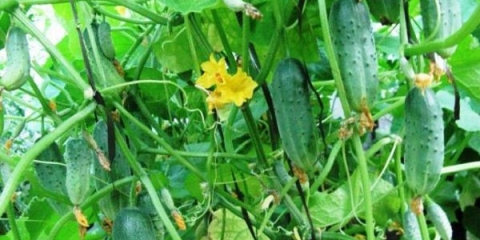 Krastavac mrav f1: recenzije + fotografije