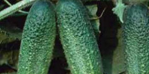 Otelo krastavac f1: karakteristike i opis sorte