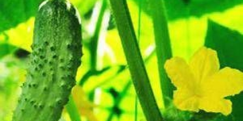 Paratunka krastavac f1