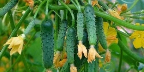 Krastavac greda sjaj f1