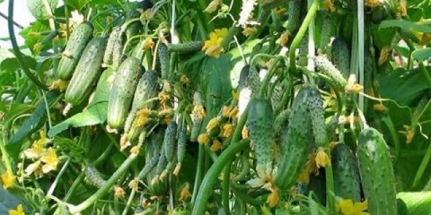 Sibirski vijenac krastavaca: opis sorte, uzgoj i formiranje