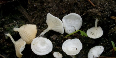 Omphalina osakaćena: fotografija i opis