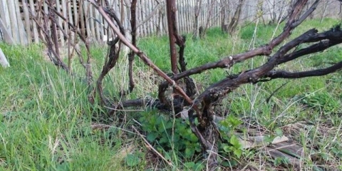 Podmlađivanje starog grma grožđa