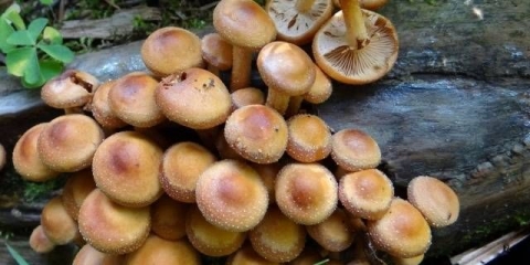 Ljetni agarik i njegov opasan pandan + fotografija