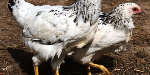 Opis adler srebrne pasmine pilića