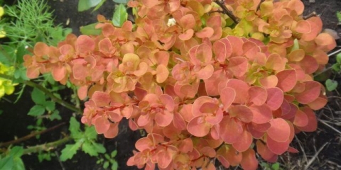 Opis rukola žutika (berberis thunbergii narandžasta rukola)