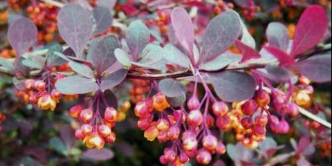 Opis žutike superbe (berberis ottawensis superba)