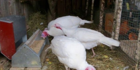 Opis bijele ćurke širokih prsa