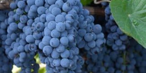 Opis crnog sultana grožđa bez koštica