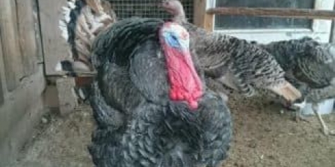 Opis bronzanih severnokavkaskih ćuraka